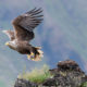 White-tailed Eagle (Haliaeetus albicilla)