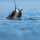 Long-tailed Duck (Clangula hyemalis)