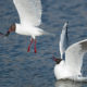 Black-headed Gull (Chroicocephalus ridibundus)