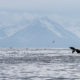 Humpback whale