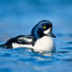 Barrow’s Goldeneye (Bucephala islandica)