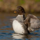Barrow’s Goldeneye is a common species and often seen at Mývatn, Iceland.