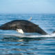 Humpback whale (Hnúfubakur)