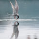 Arctic Tern (Sterna paradisaea)