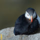 Atlantic Puffin (Fratercula arctica)
