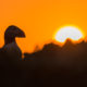 Atlantic Puffin (Fratercula arctica)