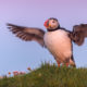 Atlantic Puffin (Fratercula arctica)