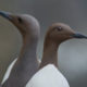 Common Murre (Uria aalge)