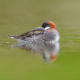 Red-necked Phalarope (Phalaropus lobatus)