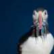 Atlantic Puffin (Fratercula arctica)