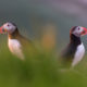 Atlantic Puffin (Fratercula arctica)