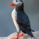 Atlantic Puffin (Fratercula arctica)