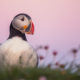 Atlantic Puffin (Fratercula arctica)