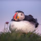 Atlantic Puffin (Fratercula arctica)