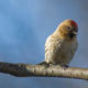 Common Redpoll (Carduelis flammea)
