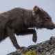 Arctic Fox (Alopex lagopus)