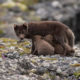 Arctic Fox (Alopex lagopus)