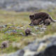 Arctic Fox, Vulpes lagopus fuliginosus