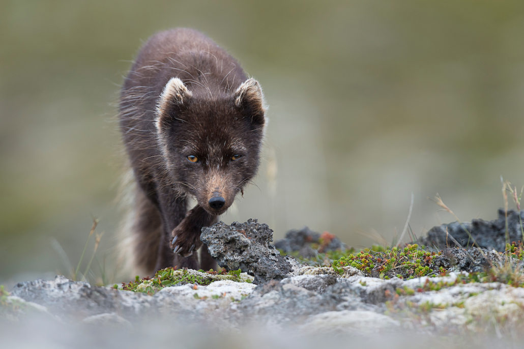 Arctic Fox, Vulpes lagopus fuliginosus