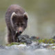 Arctic Fox, Vulpes lagopus fuliginosus