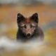 Wild Arctic fox in Iceland. Sometimes called mountain-fox.