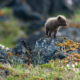 Wild Arctic fox in Iceland. Sometimes called mountain-fox.