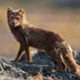 Arctic fox in Iceland