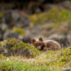 Refur_Arctic_fox