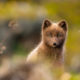Wild Arctic fox in Iceland. Sometimes called mountain-fox.