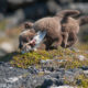 Refur_Arctic_fox