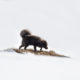 Arctic Fox, Vulpes lagopus fuliginosus