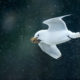 Black-legged Kittiwake (Rissa tridactyla)