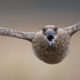 Skumur_EG4_0613_1