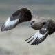 Skumur_EG4_0725