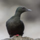 Black Guillemot (Cepphus grylle)