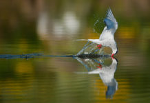 Arctic tern having a good time