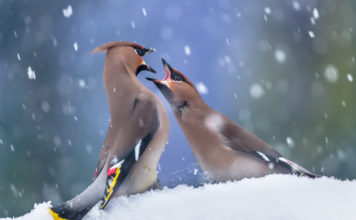 Fighting for food in the backyard