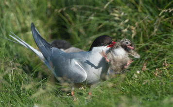The grim fate of a arctic tern chick