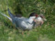 The grim fate of a arctic tern chick